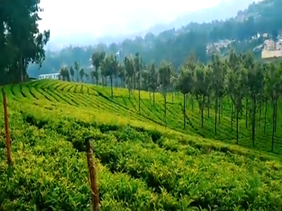 Tea Estates 