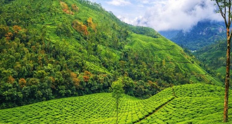 Munnar Kerala