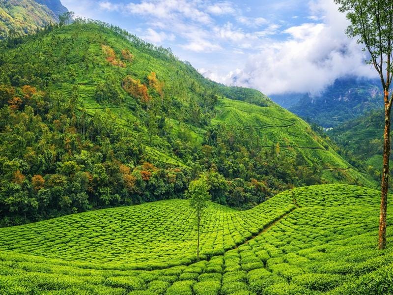 Munnar Kerala