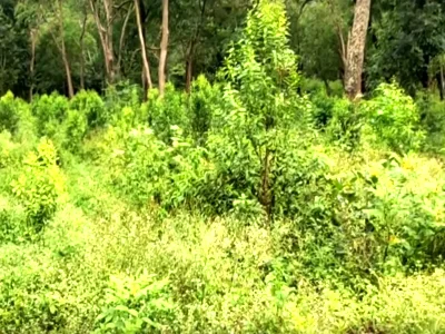 Marayoor Sandalwood Forests