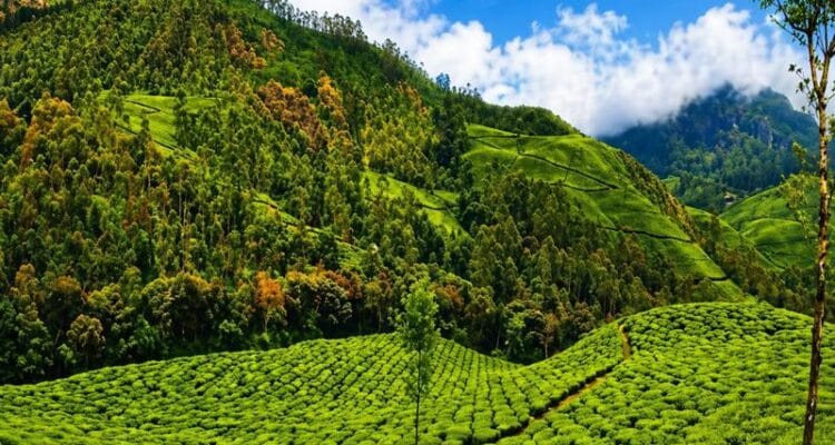 Munnar tea gardens with lush green hills and eco tourism landscape