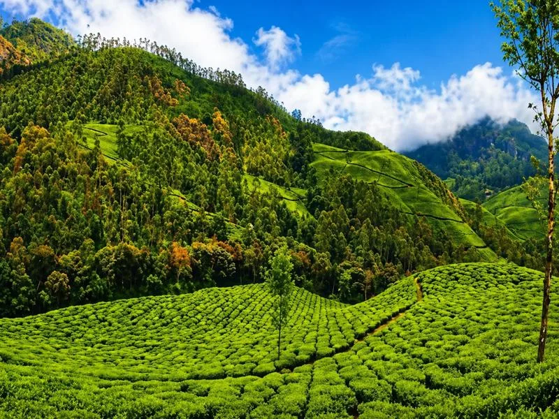 Munnar tea gardens with lush green hills and eco tourism landscape