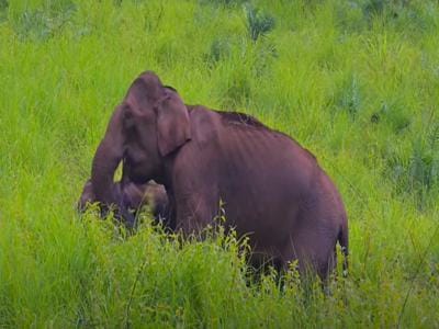 Periyar National Park