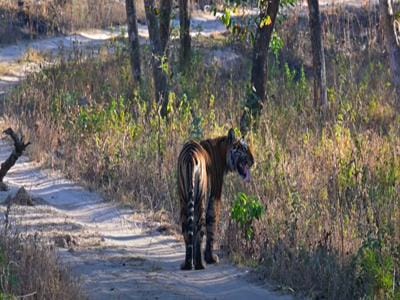 Monsoon landscape of Bandipur National Park, a well-known tiger reserve in India