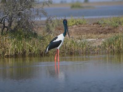 Black-Necked Stork