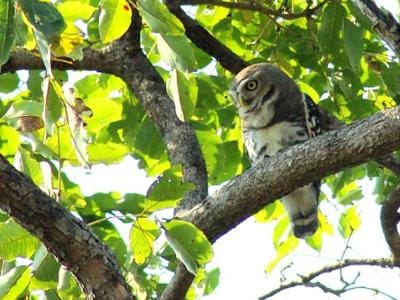 Forest Owlet