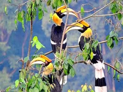 Great Indian Hornbill