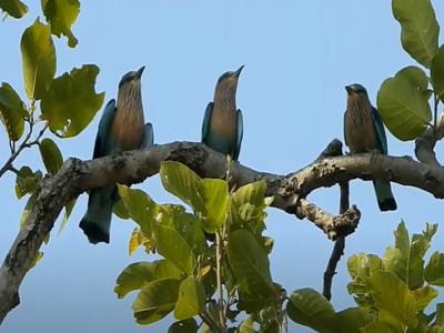 Indian Roller