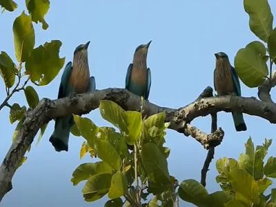 Indian Roller
