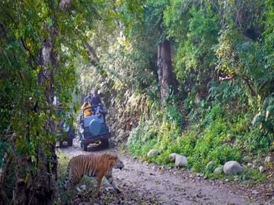 Royal Bengal tiger at Jim Corbett National Park, one of the oldest tiger reserves in India