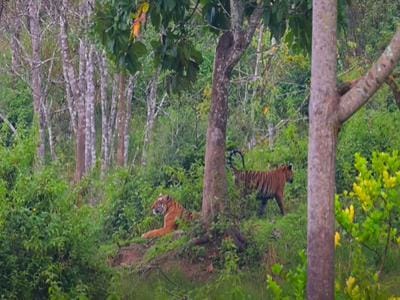 Elephants near river at Nagarhole National Park, part of Nilgiri Biosphere tiger reserves in India