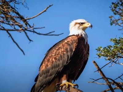 Pallas Fish Eagle