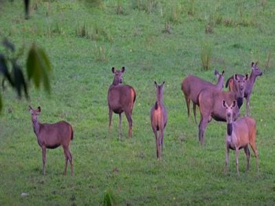 Boat safari at Periyar National Park, famous tiger reserve in India located in Kerala