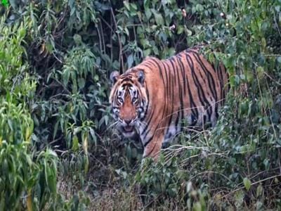 Scenic view of Sariska Tiger Reserve Rajasthan during monsoon season