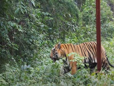 Tadoba tiger reserve buffer zone safari, one of the important national parks in India