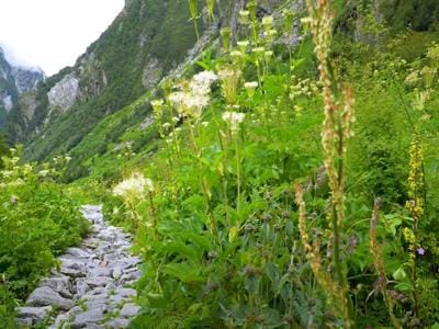 Valley of Flowers Uttarakhand