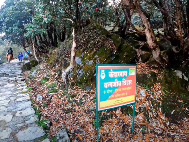 Kedarnath Wildlife Sanctuary Chopta